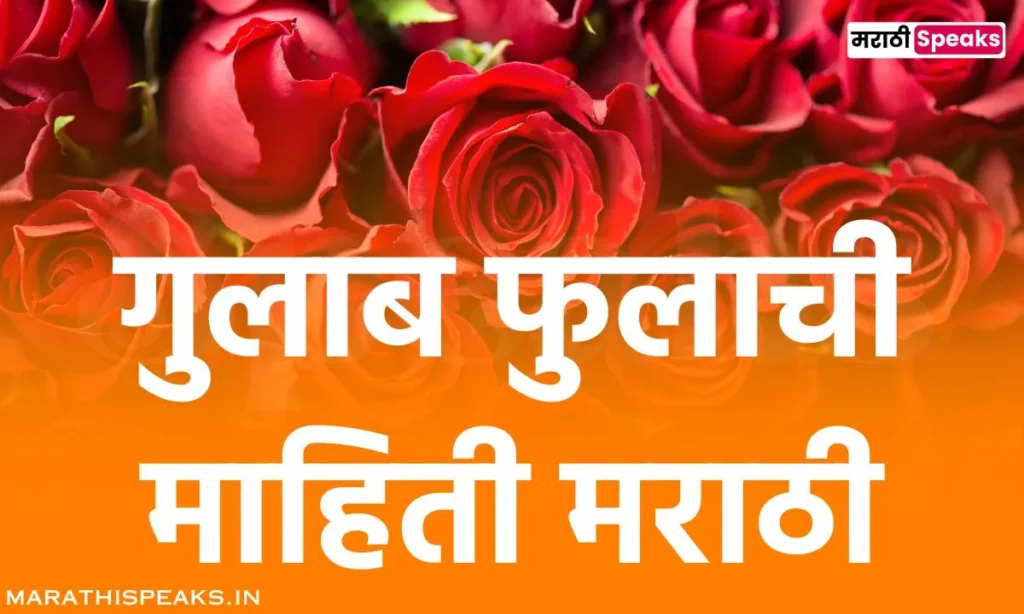 Rose Information In Marathi गुलाब फुलाची माहिती मराठी 